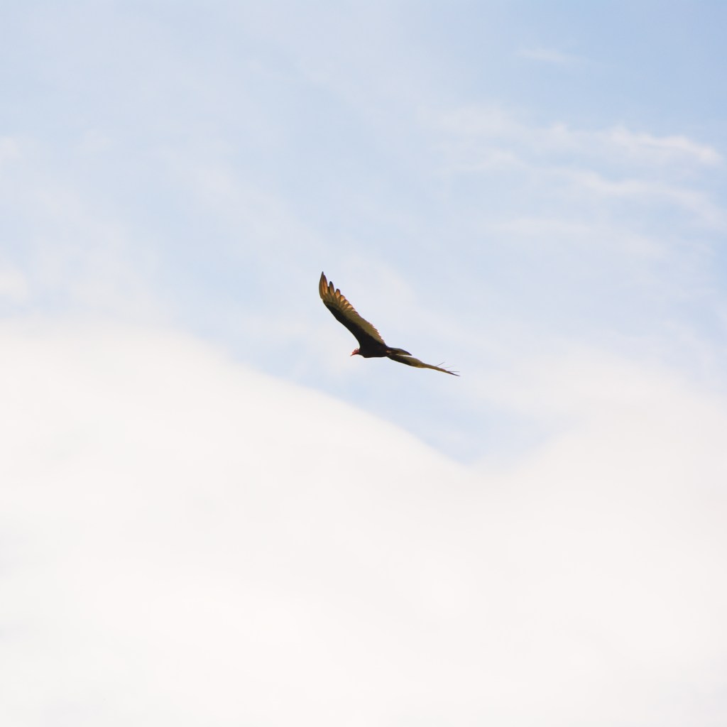 Abraza el dolor – Diario de un&nbsp;duelo